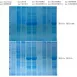 Servicebio Coomassie Bright Blue Ultrafast Staining 