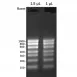 Servicebio RNA Marker 1000