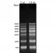 Servicebio RNA Marker 6000