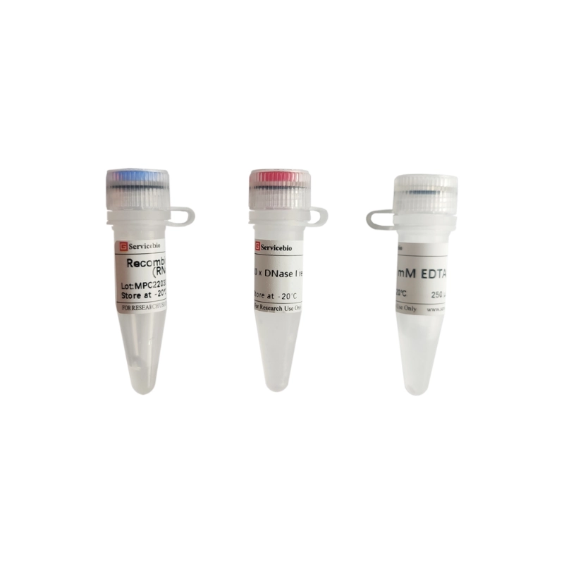 Servicebio Recombinant DNase I (RNase-free)