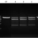 Servicebio Cas9 Nuclease(SpCas9)