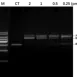 Servicebio Cas9(H840A) Nickase