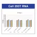 Servicebio SweScript RT I First Strand cDNA Synthesis Kit