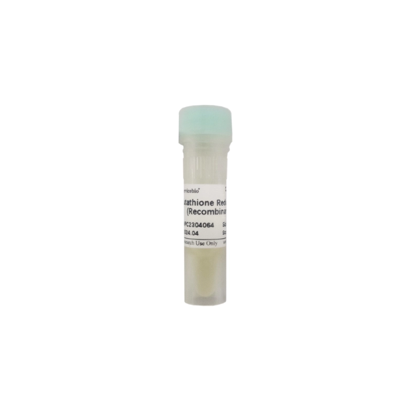 Servicebio Glutathione Reductase (Recombinant)