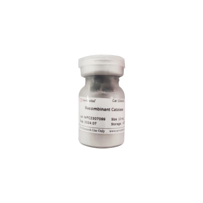 Servicebio Recombinant Catalase