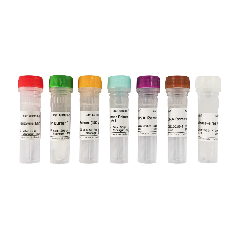 Servicebio SweScript RT II First Strand cDNA Synthesis Kit (With gDNA Remover)