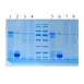 Servicebio 2×SDS-PAGE Protein Loading Buffer (無味, 還原型)