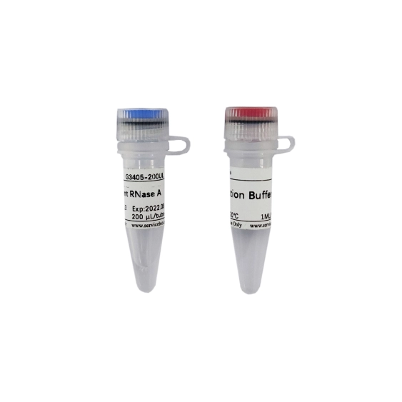 Servicebio Recombinant RNase A（10mg/mL）