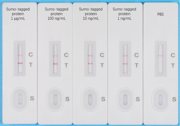 Servicebio Sumo-tag 快篩試劑